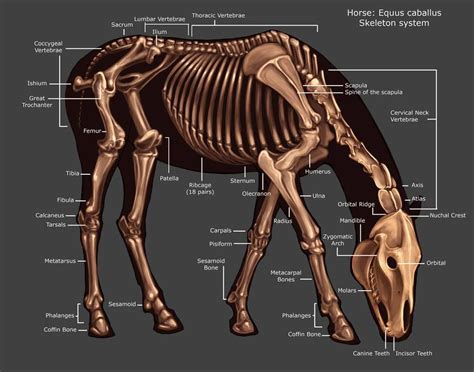 Horse Skeleton by Tikall on DeviantArt | Horse bones, Horse anatomy, Horses