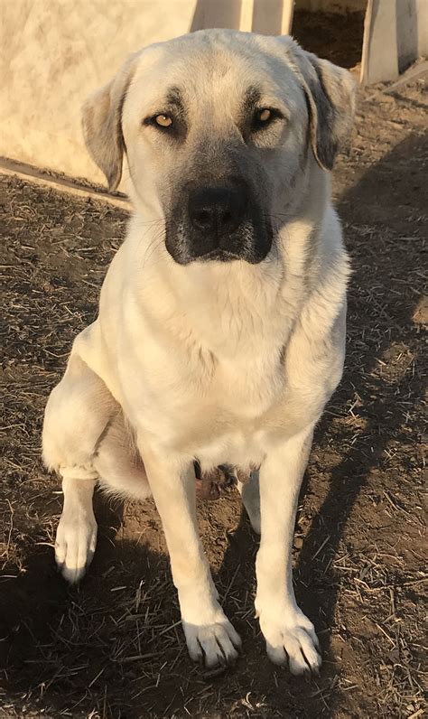 its fun to be around anatolian shepherds of all kinds 💙💕 | Kangal dog ...