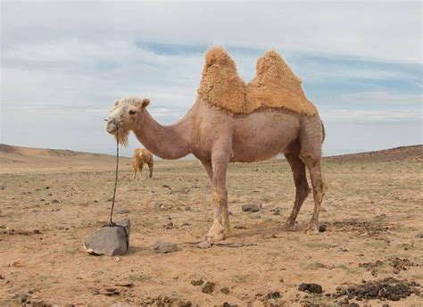 50 Amazing Camel Facts About This Unique Animal - Facts.net