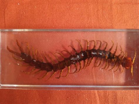 What species of centipede is this? : r/whatisthisbug