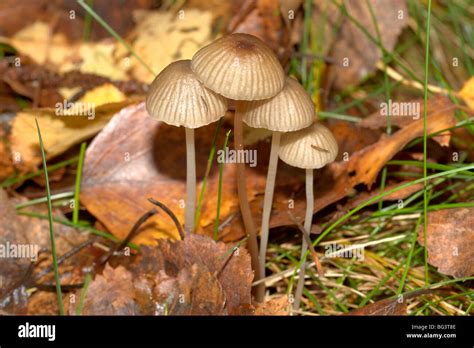 Mycena mushrooms Stock Photo - Alamy