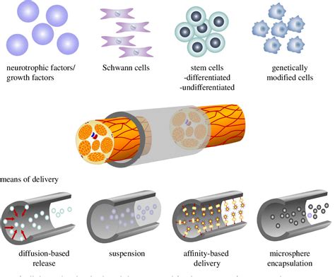 Figure 3 from A biomaterials approach to peripheral nerve regeneration ...