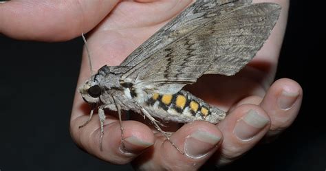 Earth and Space News: Tomato Hornworms Become Five Spotted Hawkmoths ...