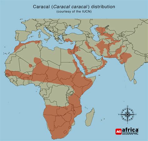 Caracal - Africa's deadly beauty - Africa Geographic