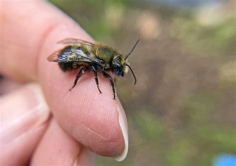 How to Attract and Host Mason Bees in a Bee House - Birds and Blooms