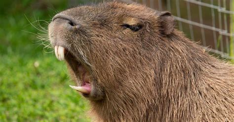 Capybara Teeth: Everything You Need to Know - A-Z Animals