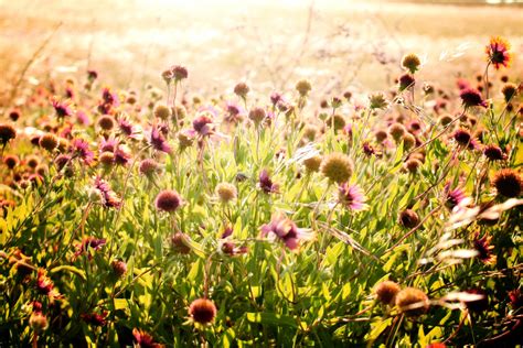 Free photo: Wild Flower Field - Blooming, Field, Flower - Free Download ...