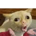 Coughing cat Meme Generator - Imgflip