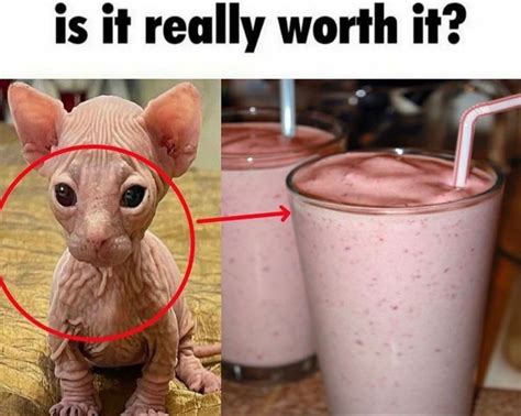 is it really worth it meme, hairless cat turned to a smoothie Silly ...