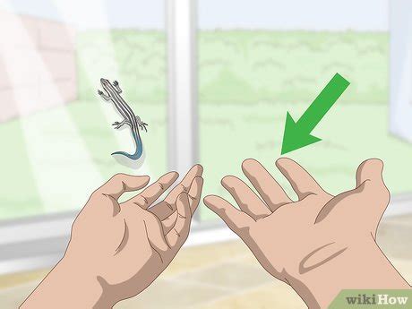 3 Ways to Catch a Blue Tailed Skink - wikiHow