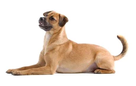 Mutt (Mixed) Dog Breed Information, Pictures, Characteristics & Facts ...