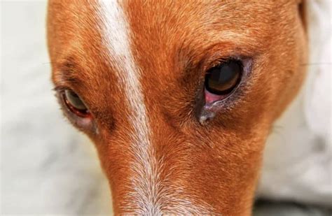 Causes Of Swollen Eyes In Dogs | Kingsdale Animal Hospital