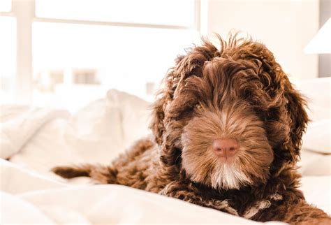 Brown and White Portuguese Water Dog Puppy · Free Stock Photo