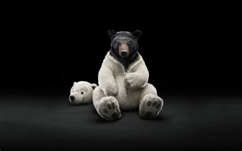 costume, Bears, Polar, Bears, Black, Bear Wallpapers HD / Desktop and ...