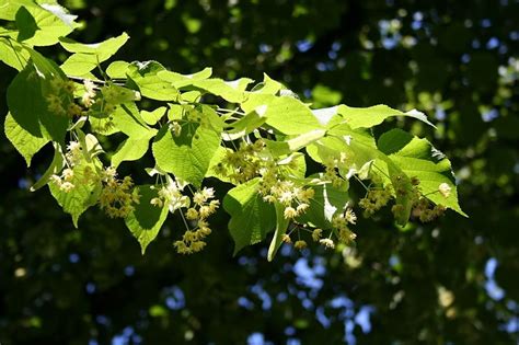 Linden Flower Tea Recipe - Eat The Planet