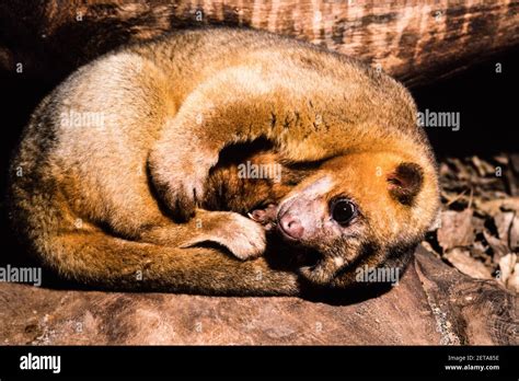 Kinkajou potos flavus eating hi-res stock photography and images - Alamy