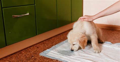 How To Potty Train a Puppy | Everything Labradors