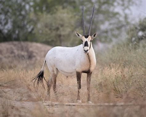 Arabian Oryx - Facts, Diet, Habitat & Pictures on Animalia.bio