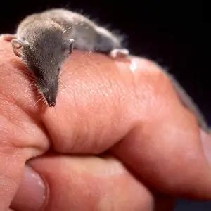 Etruscan Shrew - Facts, Diet, Habitat & Pictures on Animalia.bio