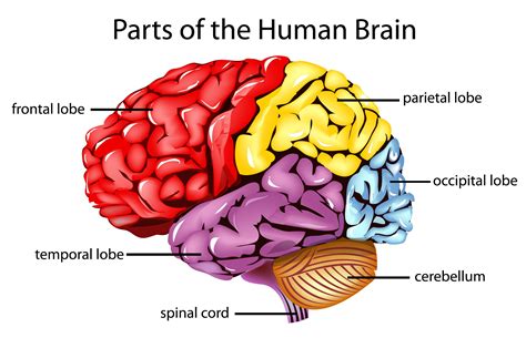 The Human Brain and its Primary Divisions