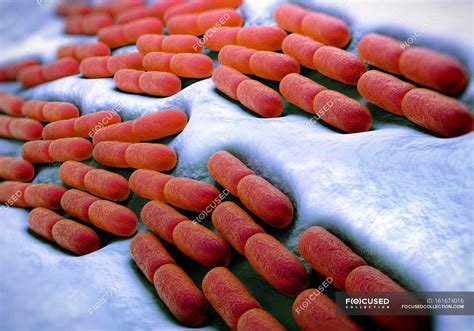 Bacterias de Lactobacillus bulgaricus — detalle, Microorganismos ...