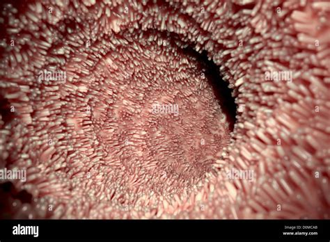 Picture Of Villi In Small Intestine