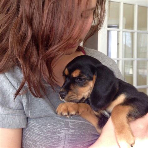 New pup! Beagle/ cocker spaniel mix puppy named lucy. | Cocker spaniel ...