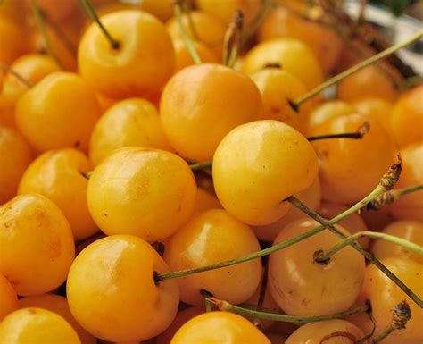 yellow cherries | Beautiful fruits, Fruit, Berries