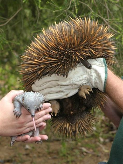 1000+ images about Echidnas on Pinterest | Facts, Zoos and Australia