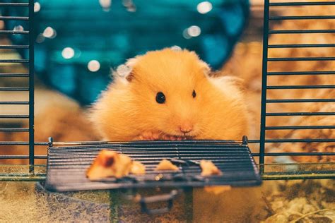 Can Hamsters Eat Cheese? Everything you needed to know