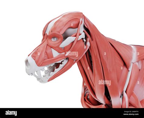 3d rendered illustration of the dog muscle anatomy - muscles of the ...