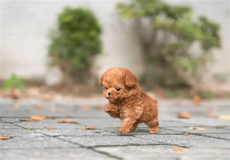 Toy Poodle Puppies for Sale Near Me | Central Park Puppies