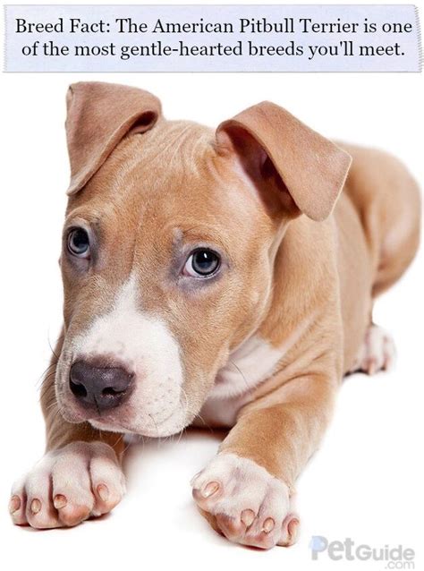 American Pitbull Terrier Dog Breed Health, Grooming, Feeding, Puppies ...