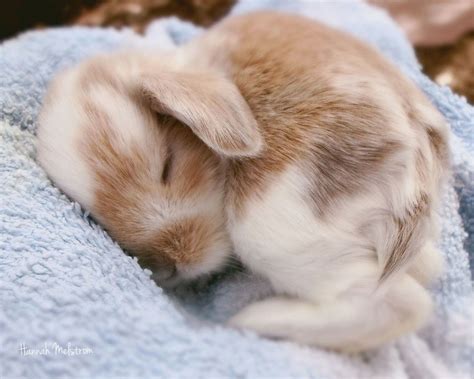 Lovable rabbit | Cute baby animals, Cute baby bunnies, Baby animals