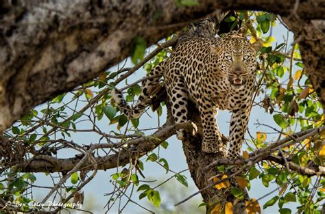 When apex predators collide there's always an exciting sight - Africa ...