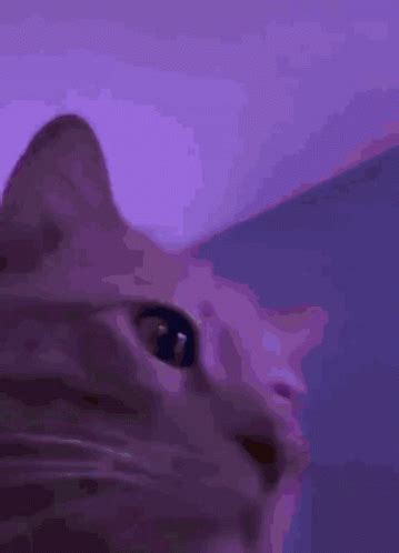 Cat Rave Party GIF - CatRave Party HeadBang - Discover & Share GIFs