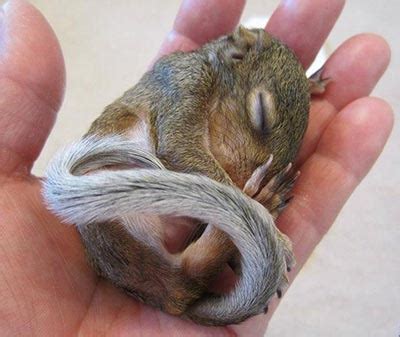 Baby Squirrel Care