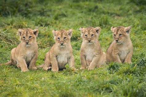 Fota wildlife park celebrates birth of four endangered Asian lion cubs ...