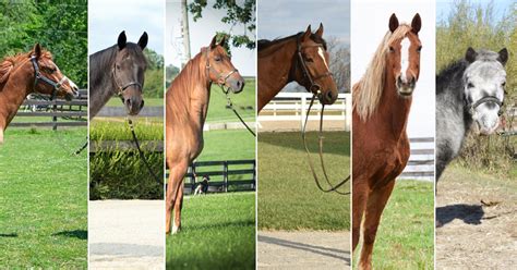 Six Horse Breeds You Should Know | ASPCA