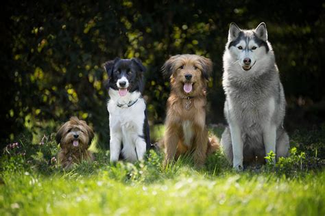 Les 7 plus grands mythes canins - Nosamisleschiens.fr