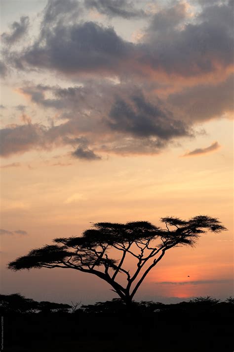 "Acacia Tree At Sunset" by Stocksy Contributor "Paul Tessier" - Stocksy