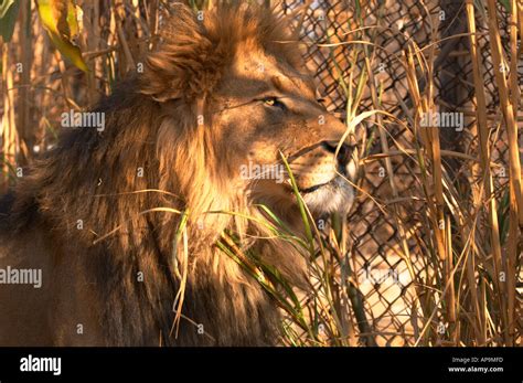 Large male lion eating grass Stock Photo - Alamy