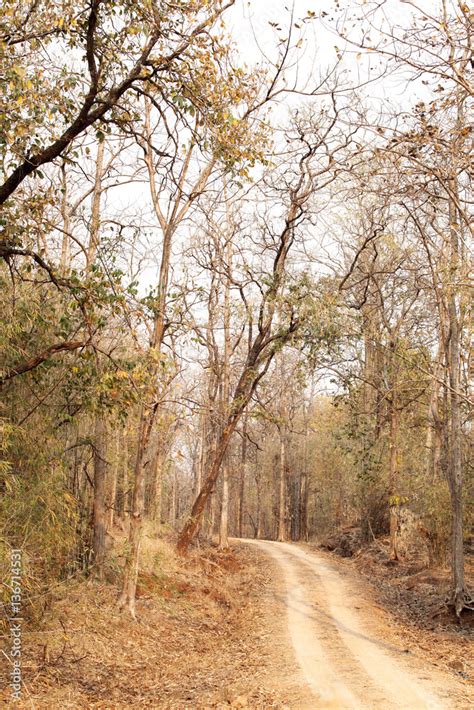 Pathway inside Pench National Park Stock Photo | Adobe Stock