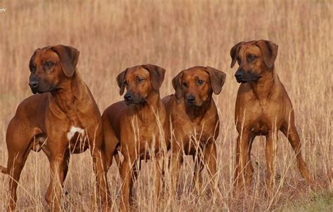 Rhodesian Ridgebacks Hunting