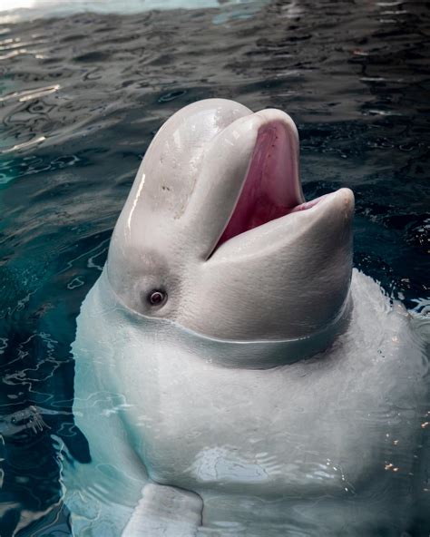 Cute Baby Beluga Whale