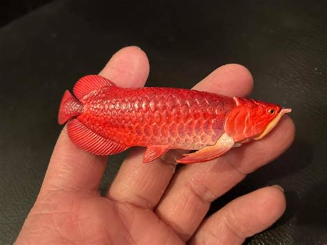 Red Asian Arowana Fish Animal PVC Action Figure Model With Joints - Etsy