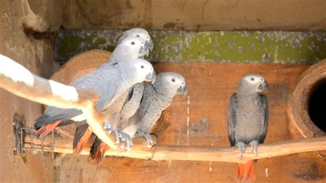 A Grey Future Captive Breeding of African Grey Parrots of South Africa ...