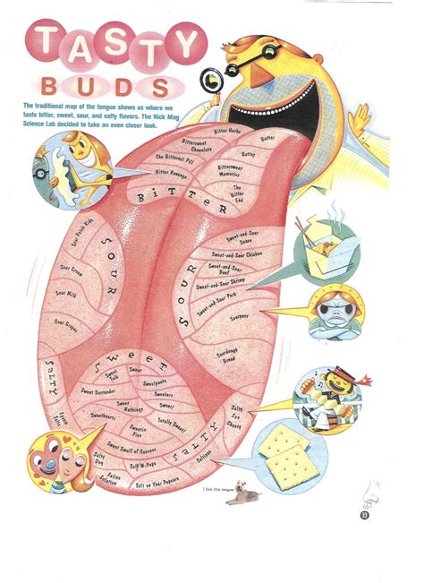 Cool Diagram Of Human Tongue Showing Taste Buds Ideas - Bigmantova