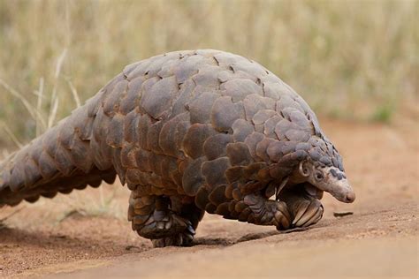 Giant Ground Pangolin - World Land Trust