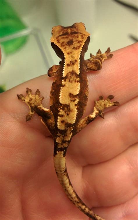 My purchase today! Baby 2 gram harlequin morph crested gecko (no name ...